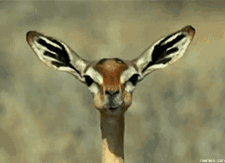 a close up of a gazelle 's face with its ears spread out .