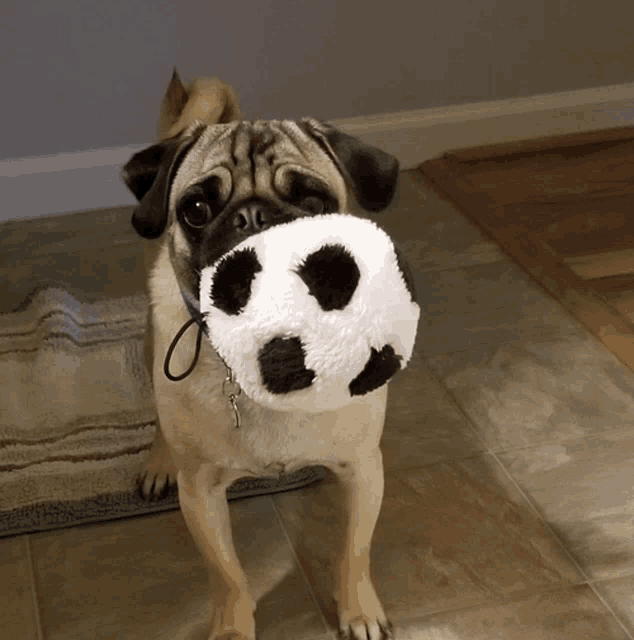 a pug dog is holding a stuffed animal in its mouth
