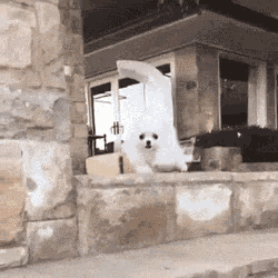a small white dog is standing on a stone ledge .