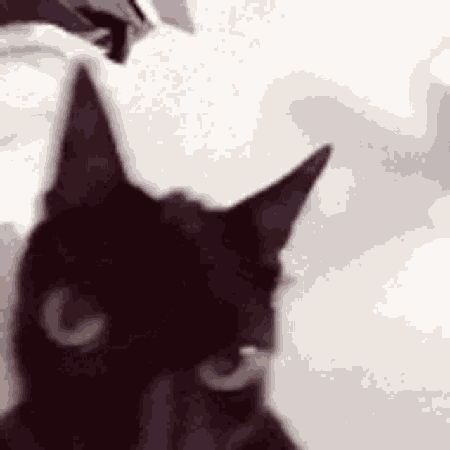 Cat Angry GIF - Cat Angry Feline GIFs