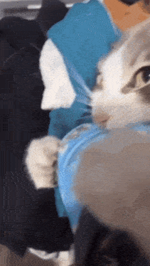 Cat Silly GIF - Cat Silly Silly Cat GIFs