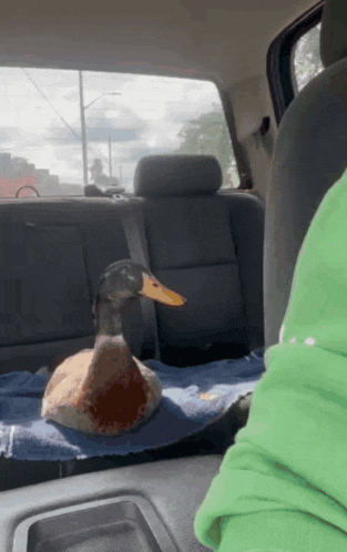 a duck is sitting in the back of a car