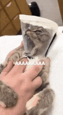 a person is petting a cat with a plastic cone around its neck .