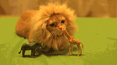Rawr I Am Le King GIF - Lioncat Play Toy GIFs