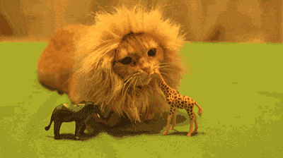 a cat wearing a fake lion 's mane sits next to a giraffe and an elephant