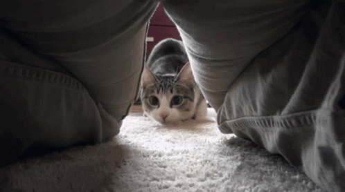 Cat Pass Through GIF - Cat Pass Through Wiggle GIFs