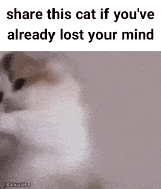 a picture of a cat with a caption that says share this cat if you 've already lost your mind