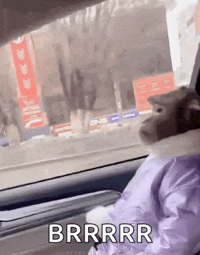 a cat is sitting in the driver 's seat of a car and making a funny face