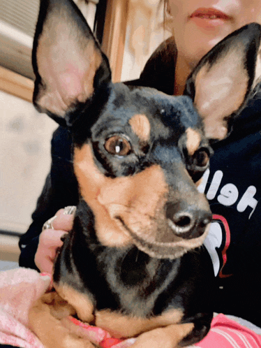 a woman is holding a small black and brown dog wearing a black sweatshirt that says let 's