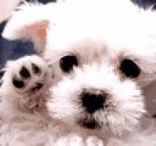Puppy Sad GIF - Puppy Sad Wave GIFs