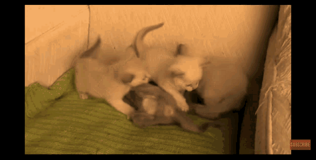 three kittens laying on a green blanket with a subscribe button on the bottom right