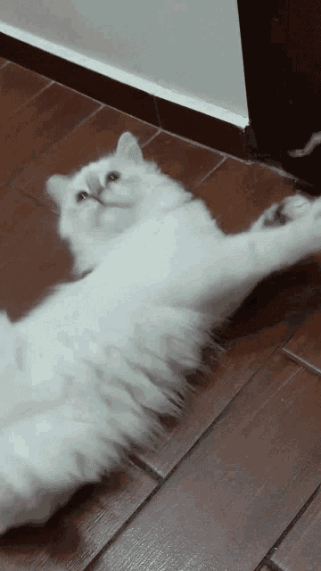Chucharacha Cat GIF - Chucharacha Cat Playtime GIFs