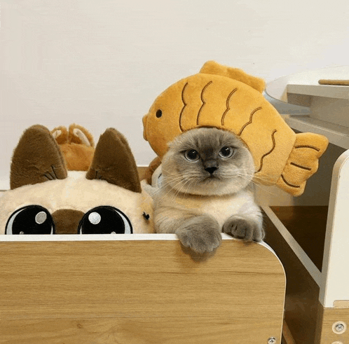 a cat wearing a fish hat is laying in a box