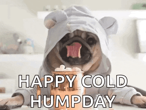 a pug dog in a bear costume is drinking hot chocolate from a cup .