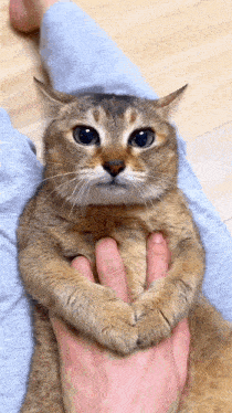 a cat is being held by a person 's hand