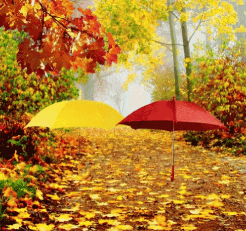 a yellow umbrella and a red umbrella are on a path covered in autumn leaves