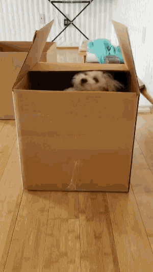 Puppy Hiding GIF - Puppy Hiding Cute GIFs