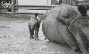 a baby rhino standing next to a rhino laying down in the mud .