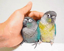 two small birds are being held by a person 's hand