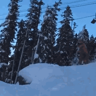 a snowy forest with trees covered in snow and a ski lift
