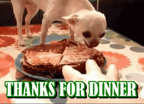 a dog sniffing a piece of cake with the words thanks for dinner behind it