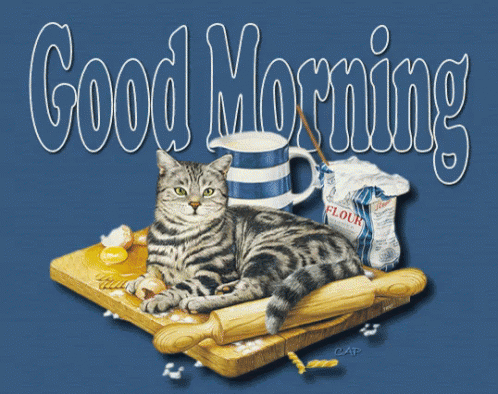 Cat Good Morning GIF - Cat Good Morning GIFs