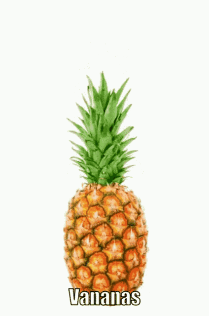 a doge dressed as a pineapple with the words vananas written below it