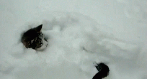 Omg GIF - Snowing Winter Chaseyourtail GIFs