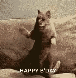 a cat is standing on its hind legs on a couch and says happy b day .