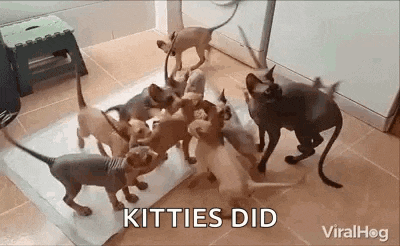 a group of cats are standing around a table and eating food .