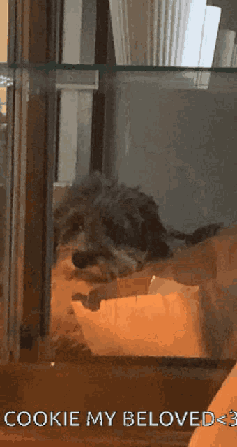 a picture of a dog with the words cookie my beloved