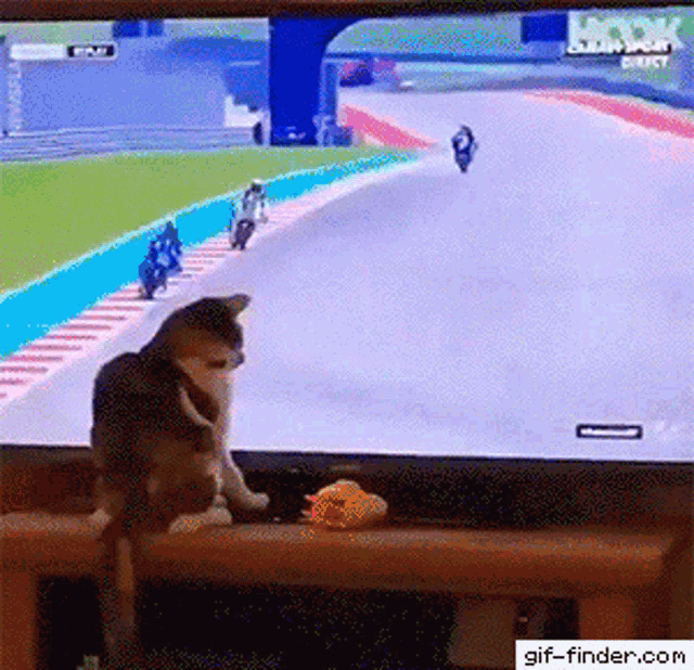 Cat Motorcycle GIF - Cat Motorcycle Accident GIFs