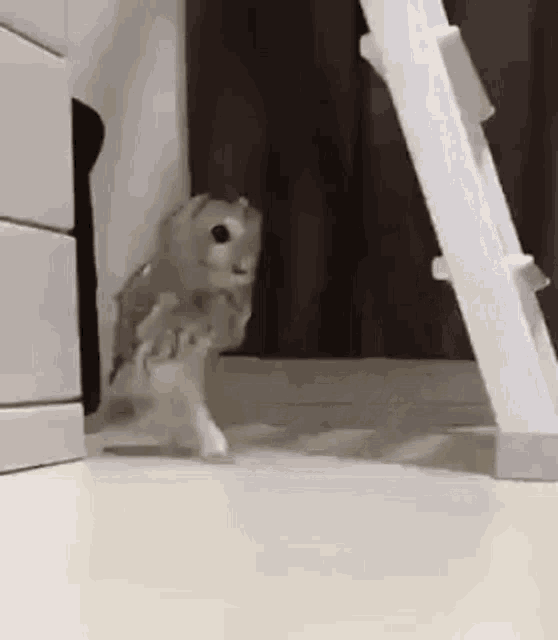 a small owl is standing on its hind legs in front of a ladder .