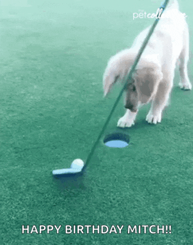 a puppy is playing golf with a golf club and a ball .