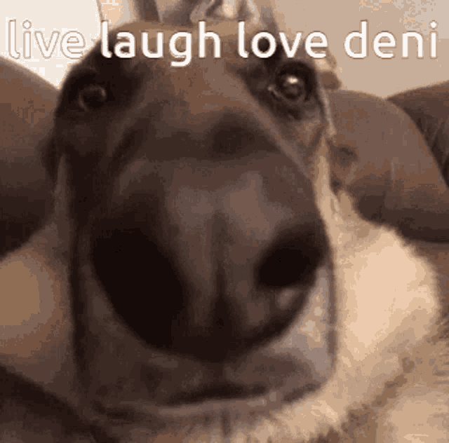 Love Deni GIF - Love Deni Live Laugh Love GIFs