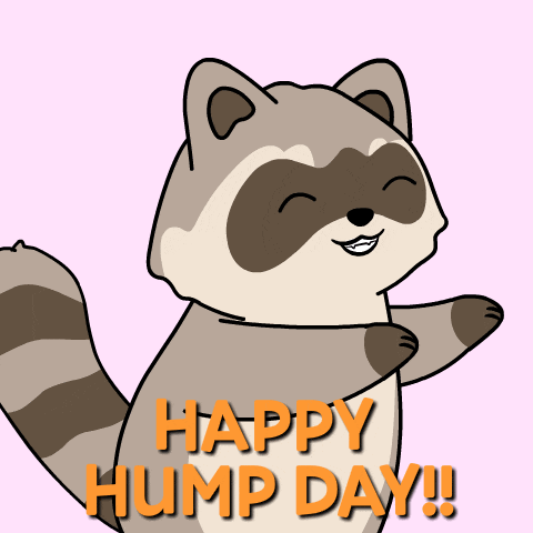 a happy hump day greeting card with a raccoon on it