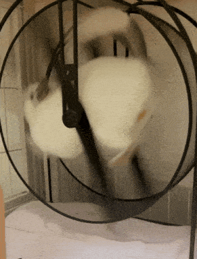 a white rabbit is playing in a hamster wheel
