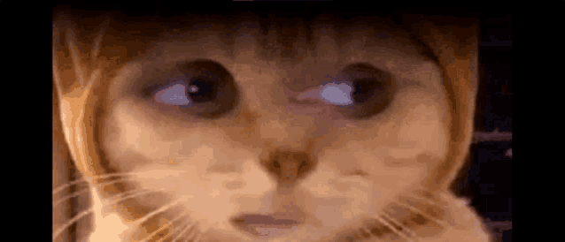 a close up of a cat 's face with its eyes closed and looking at the camera .