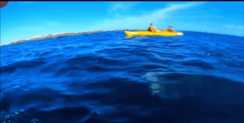 Divine Seal Octopus Slap GIF - Divine Seal Octopus Slap Kayak GIFs