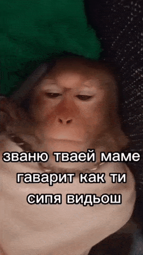 a monkey with a green hat on its head with a caption in russian