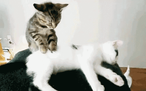 a kitten is sitting on top of a white cat