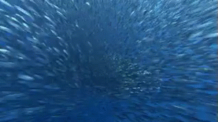School Of Fish GIF