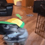 a dog wearing a green hat and glasses is sitting on a stool in a living room .