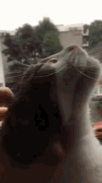 a close up of a cat looking out a window with trees in the background