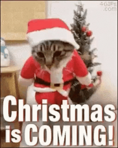 Cat Santa GIF - Cat Santa GIFs