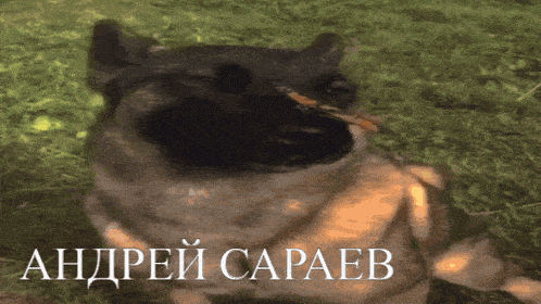 Andrey Saraev Dog With Butterfly GIF - Andrey Saraev Andrey Dog With Butterfly GIFs