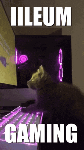 a cat sitting in front of a computer with the words illeum gaming written on the bottom