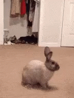 Surprise Motherfucker GIF - Surprise Motherfucker Bunny GIFs