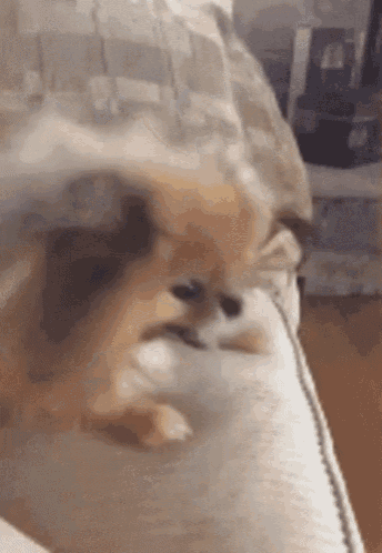 a pomeranian dog is laying on a couch with its head on the pillow .