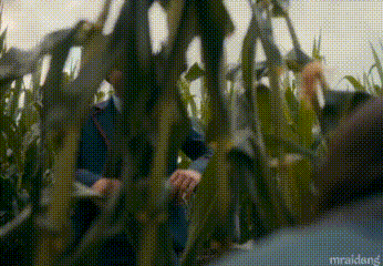 a man is sitting in a corn field looking at a computer screen .